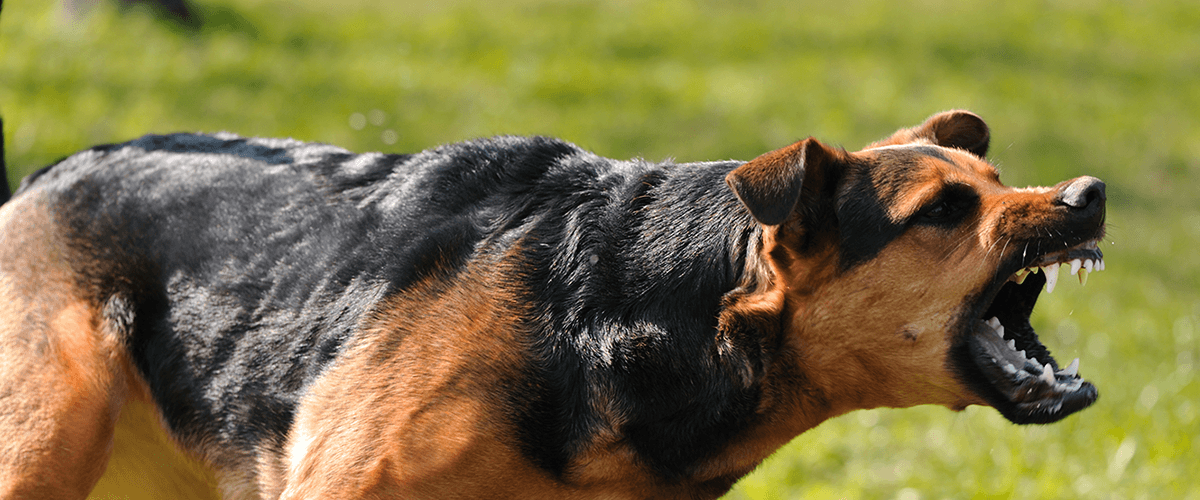 Georgia Dog Bite Lawyers