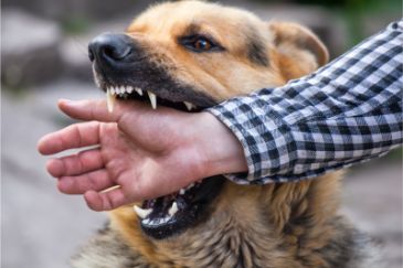 Plaintiff Loses Dog Bite Claim on Motion for Summary Judgment
