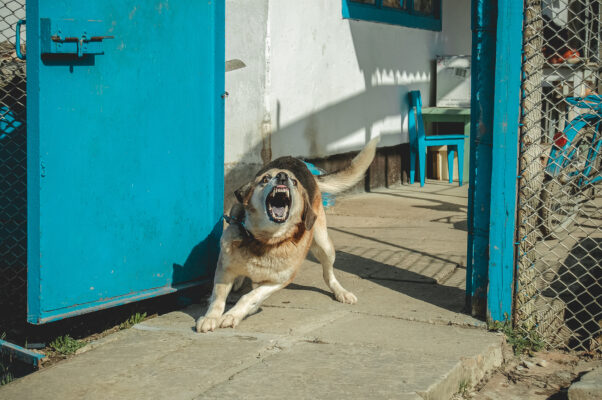 How to File a Dog Bite Report in Georgia