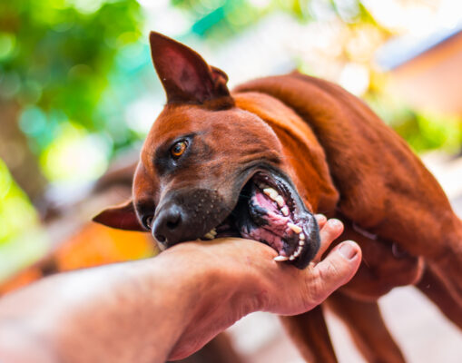 The Emotional Impact of Dog Bite Accidents Coping and Recovery