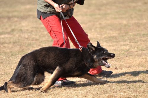 The Importance of Documenting a Georgia Dog Bite Accident