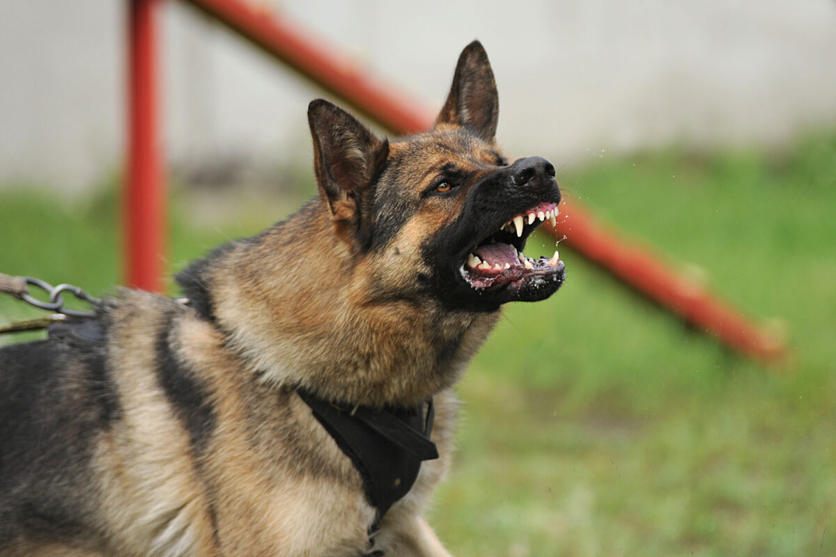 Preventing Dog Bites: Responsible Pet Ownership in Georgia
