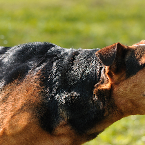 Factors Affecting Compensation in Hogansville GA Dog Bite Lawsuits