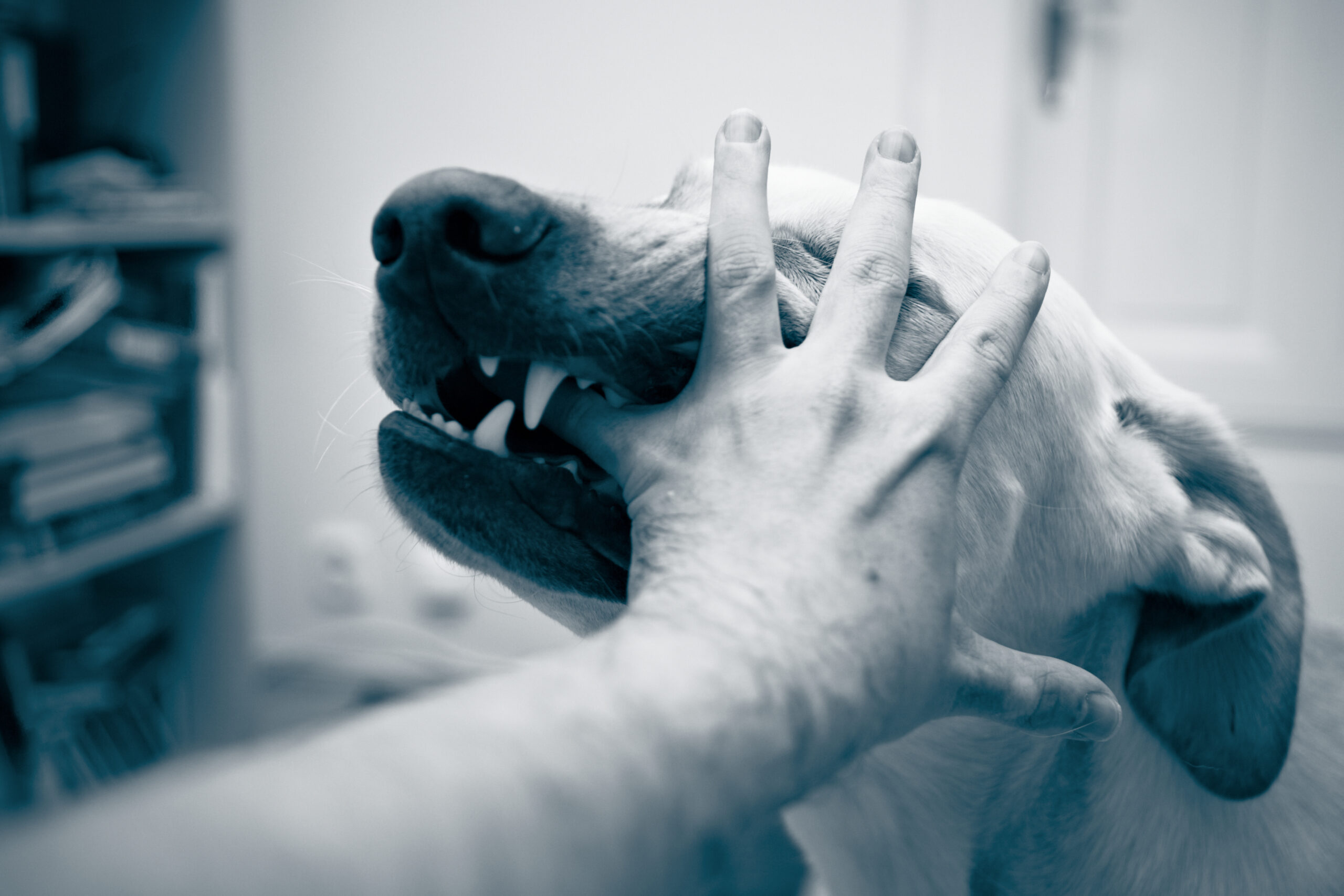 How to Document Evidence for Your Harrisonville GA Dog Bite Case