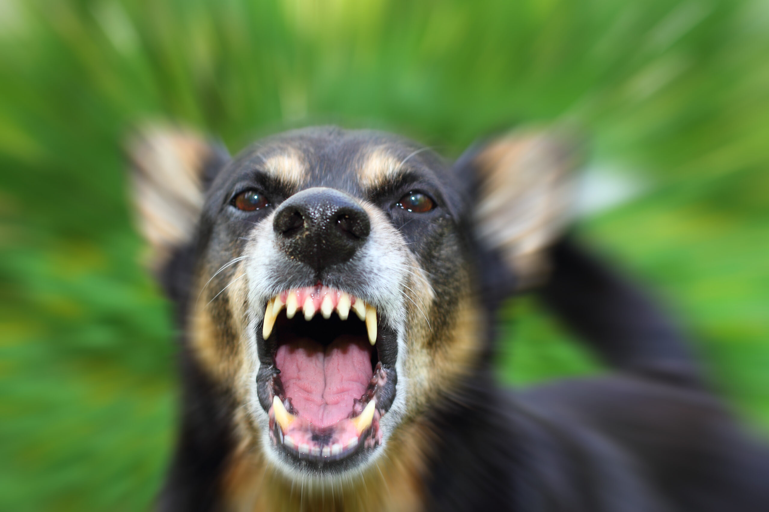 How Social Media Can Impact Your Dekalb County GA Dog Bite Cas