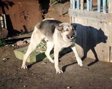 The Influence of Warning Signs on Liability in Georgia Dog Bite Cases
